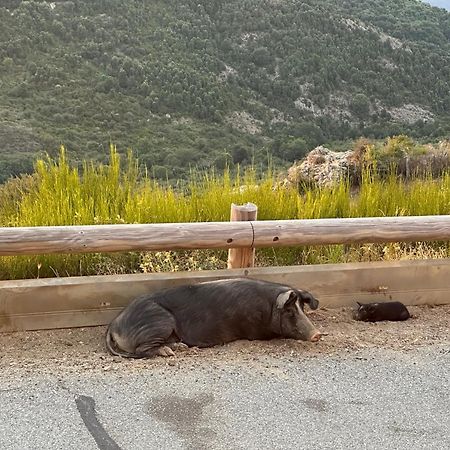 Ferme Auberge Du Col De La Vaccia Olivese Εξωτερικό φωτογραφία