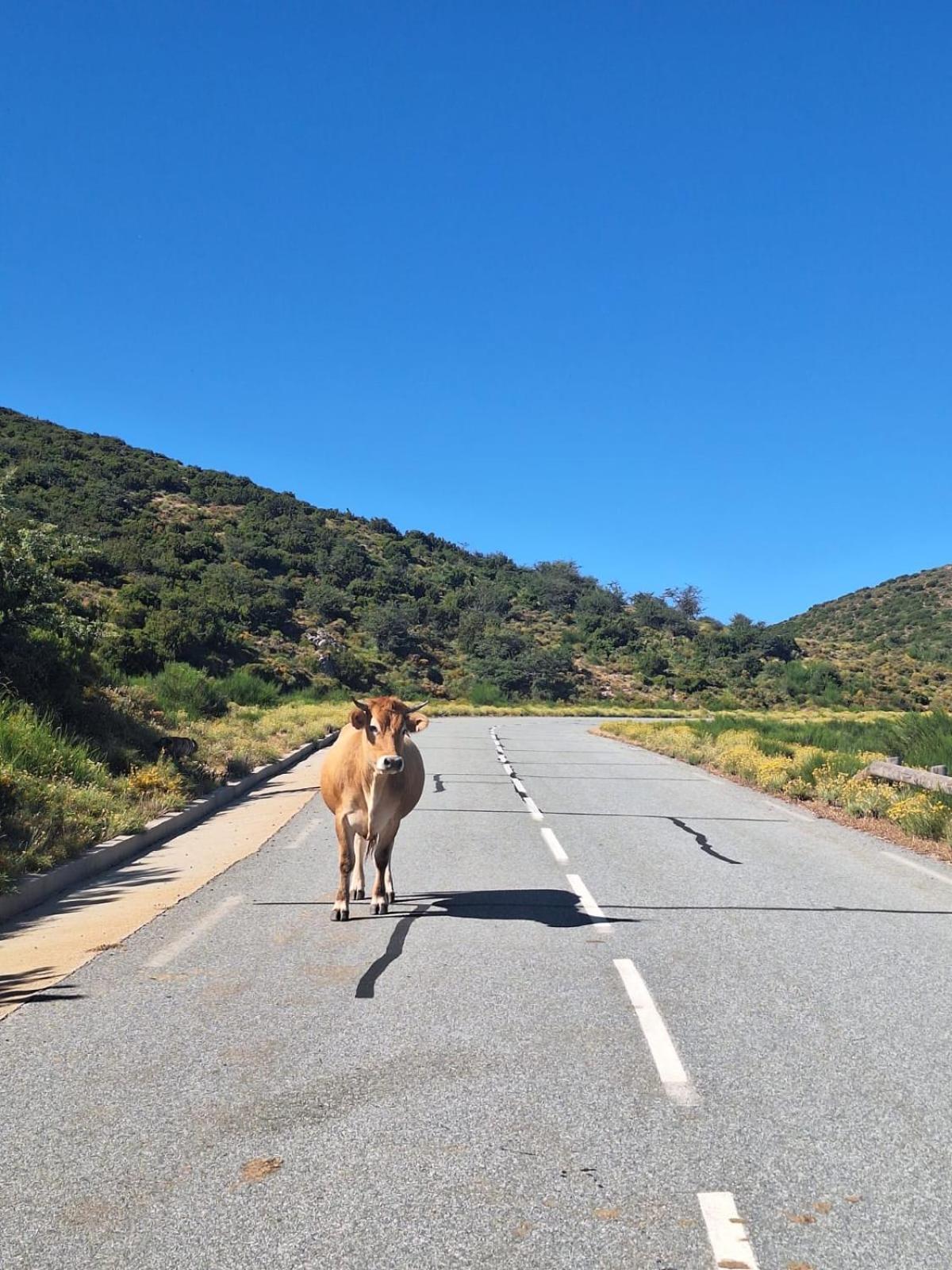 Ferme Auberge Du Col De La Vaccia Olivese Εξωτερικό φωτογραφία