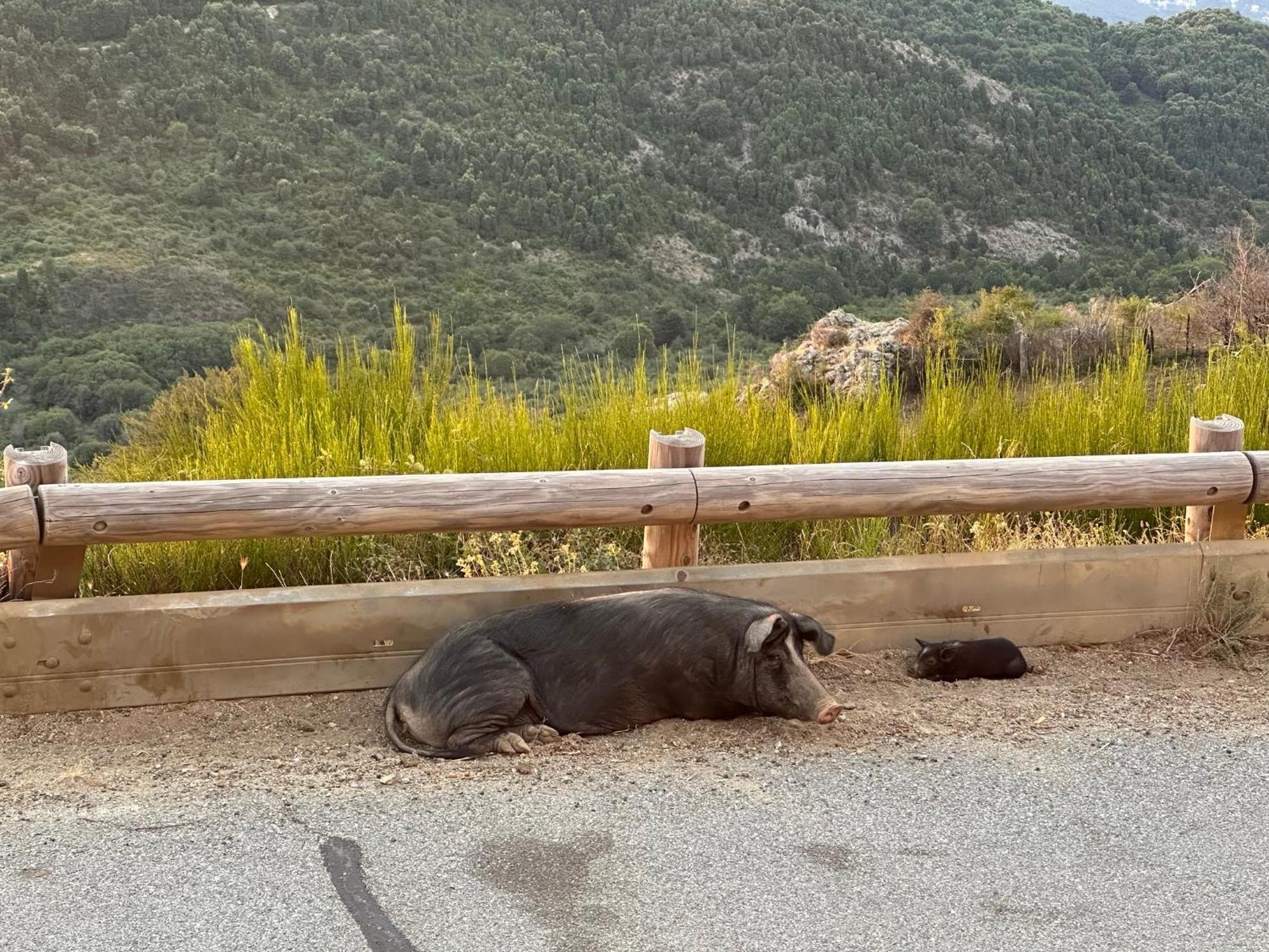 Ferme Auberge Du Col De La Vaccia Olivese Εξωτερικό φωτογραφία