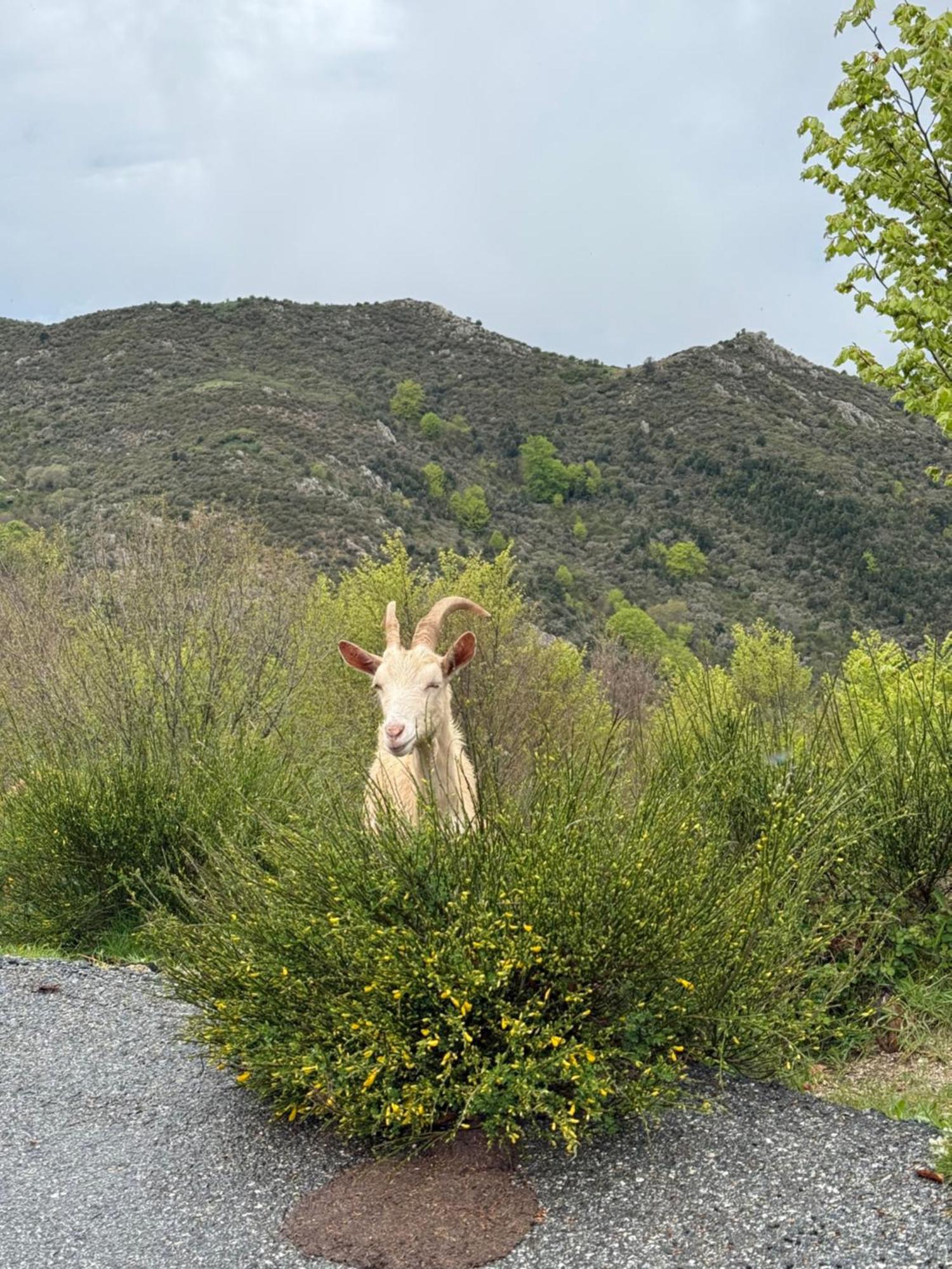 Ferme Auberge Du Col De La Vaccia Olivese Εξωτερικό φωτογραφία