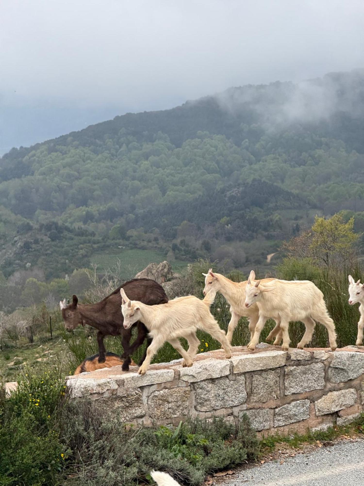 Ferme Auberge Du Col De La Vaccia Olivese Εξωτερικό φωτογραφία